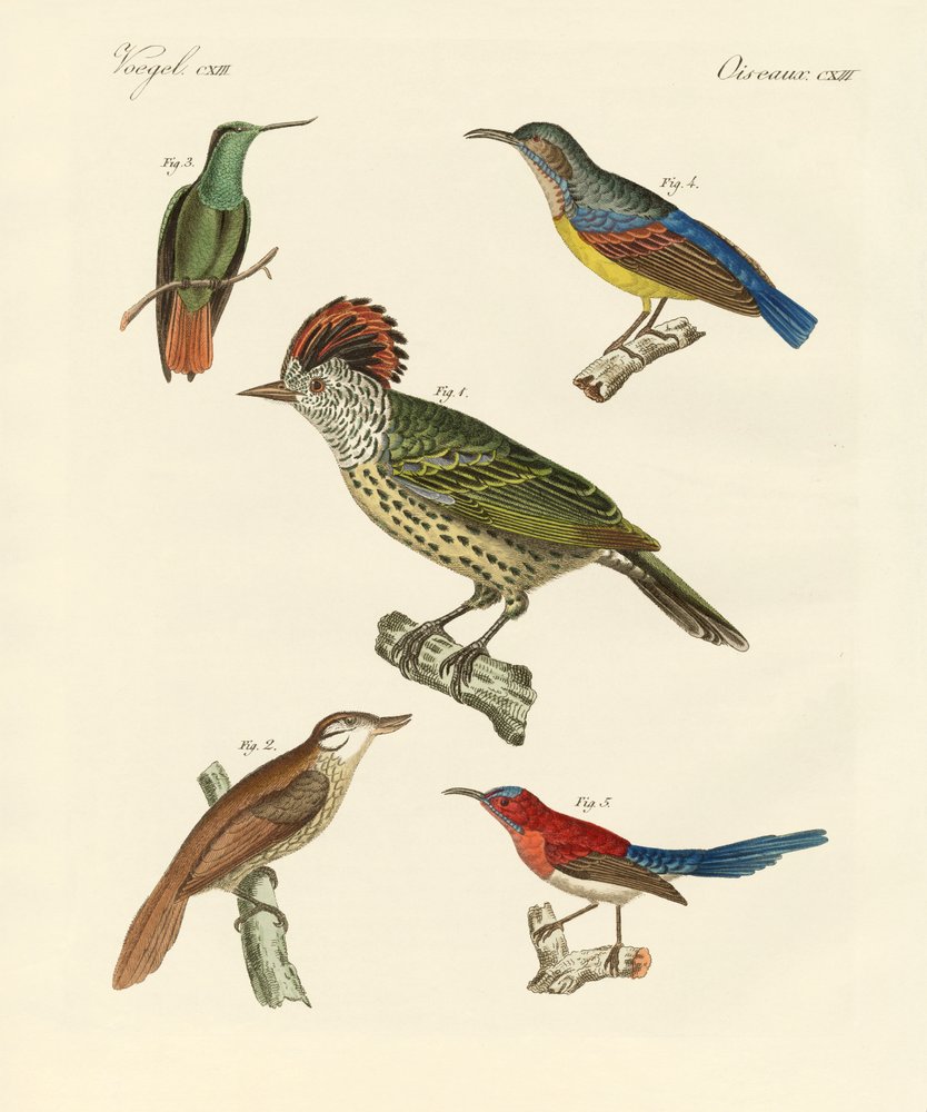 Oiseaux magnifiques et étranges - German School