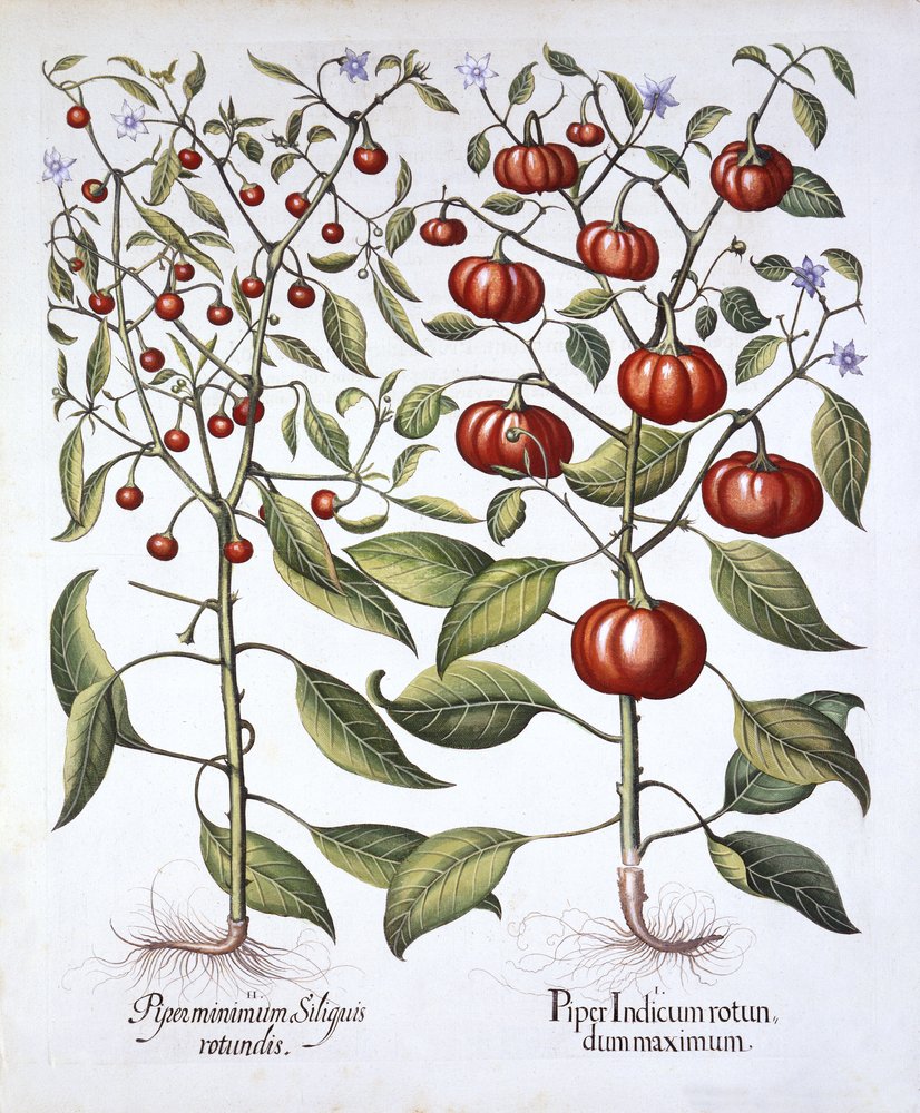 Piment chili [famille des Solanacées], de Hortus Eystettensis, par Basil Besler (1561-1629), publié en 1613 - German School
