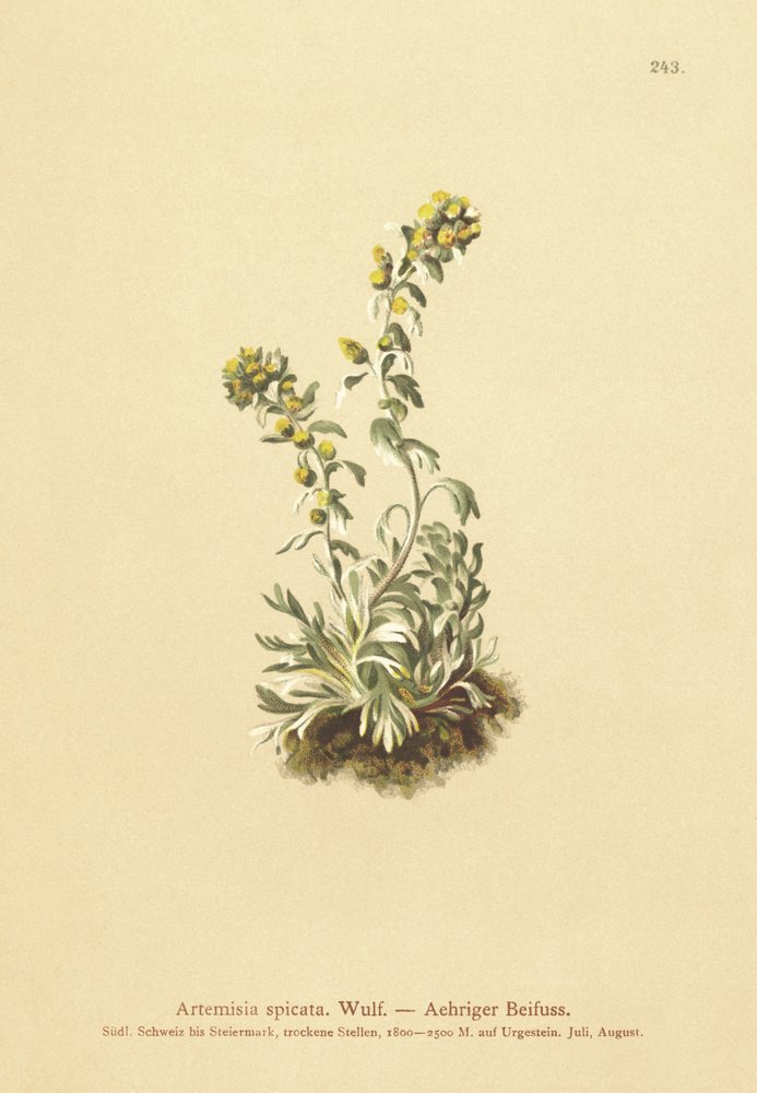 Armoise épineuse (Artemisia spicata, Artemisia bocconei, Artemisia genipi) - German School