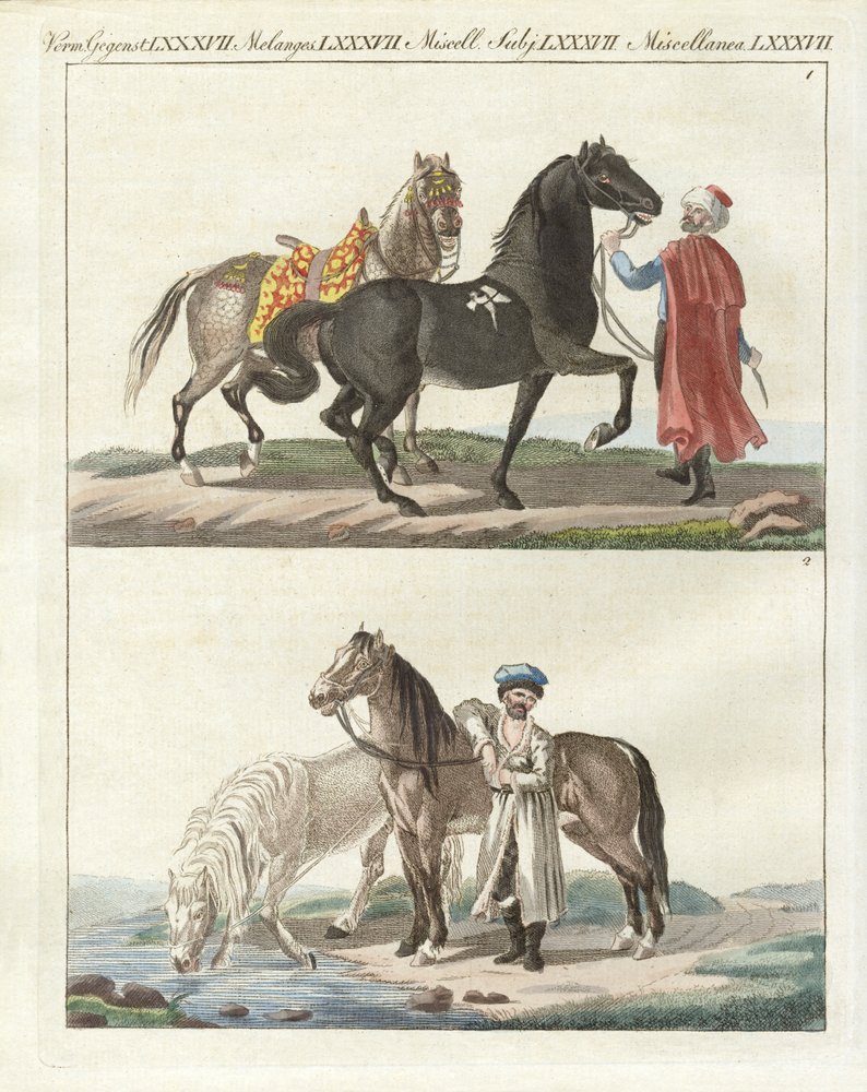 Le cheval avec ses différentes sortes - German School