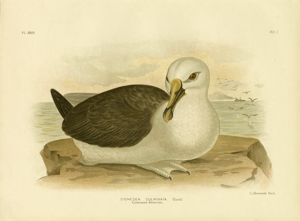 Albatros culminé, 1891 - Gracius Broinowski