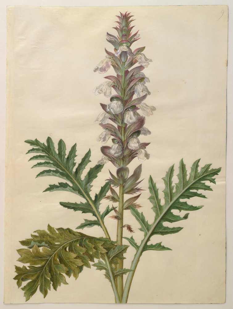 Acanthus mollis | Hans Simon Holtzbecker | Estampe d'art