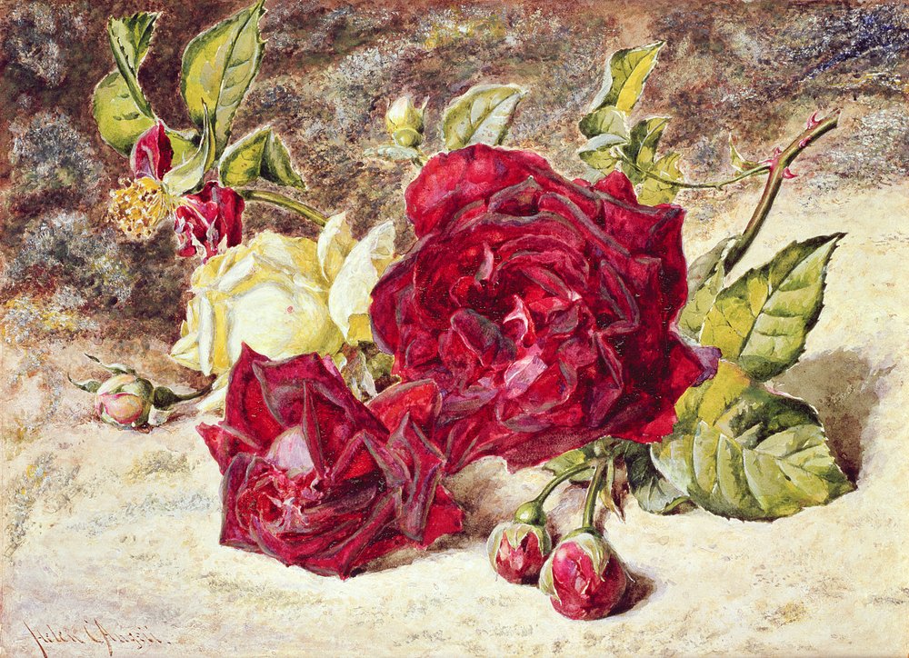 Une rose blanche et deux roses rouges avec des boutons