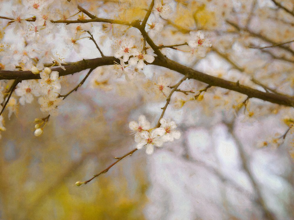 Printemps doré, 2019 - Helen White