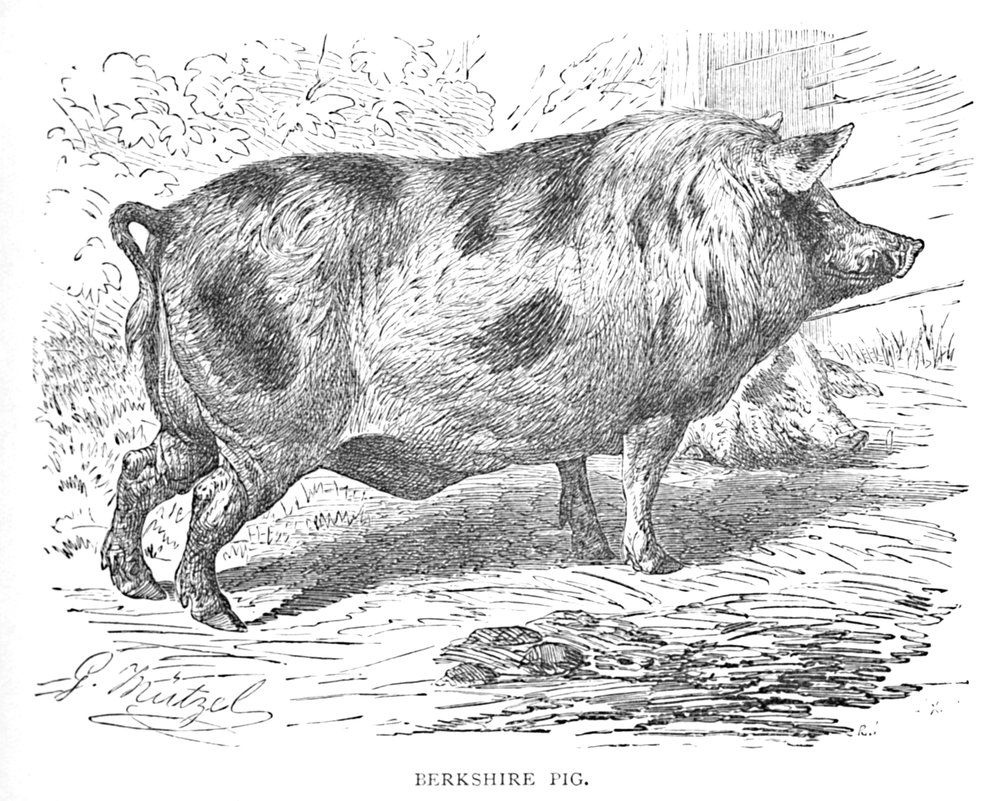 Cochon du Berkshire, vers 1900 - Helena J. Maguire