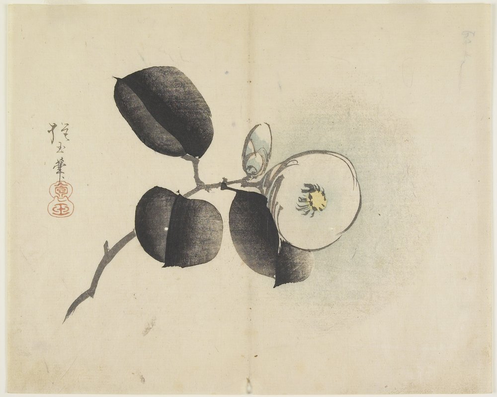 Camélia Fleur et Bourgeon, c. 1830 - Hogyoku