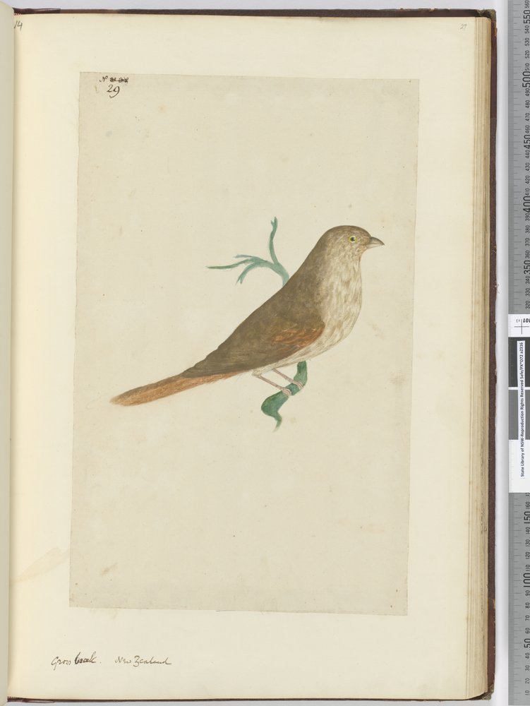 Gros-bec. Nouvelle-Zélande, 1772-75 - Isaac Smith