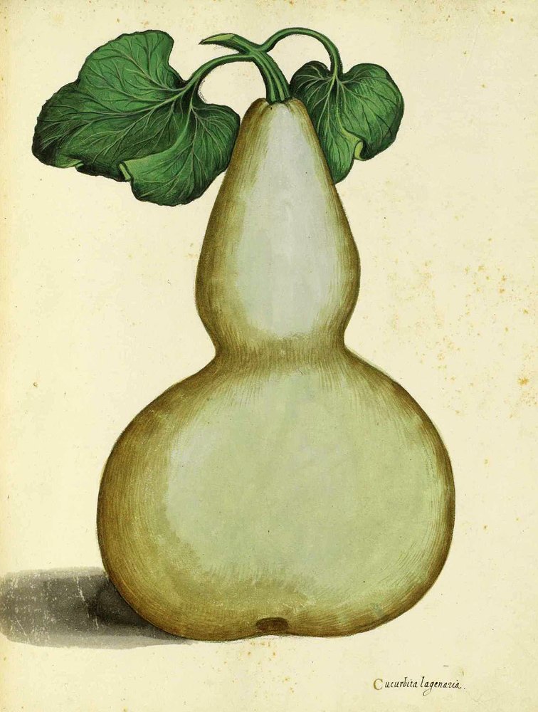 Calebasse par Ulisse Aldrovandi | Italian School