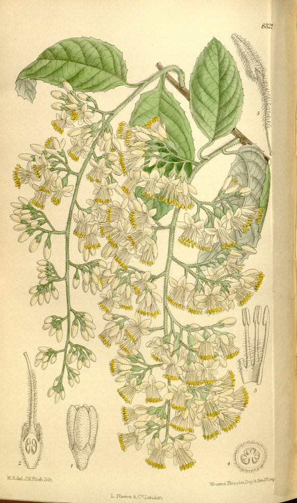 Pterostyrax hispidus, Styracaceae - J.N. Fitch