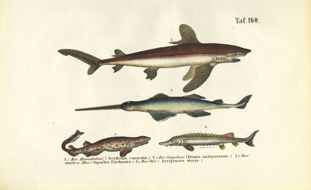 Requins et poissons de type esturgeon | J. W. Tenhaeff