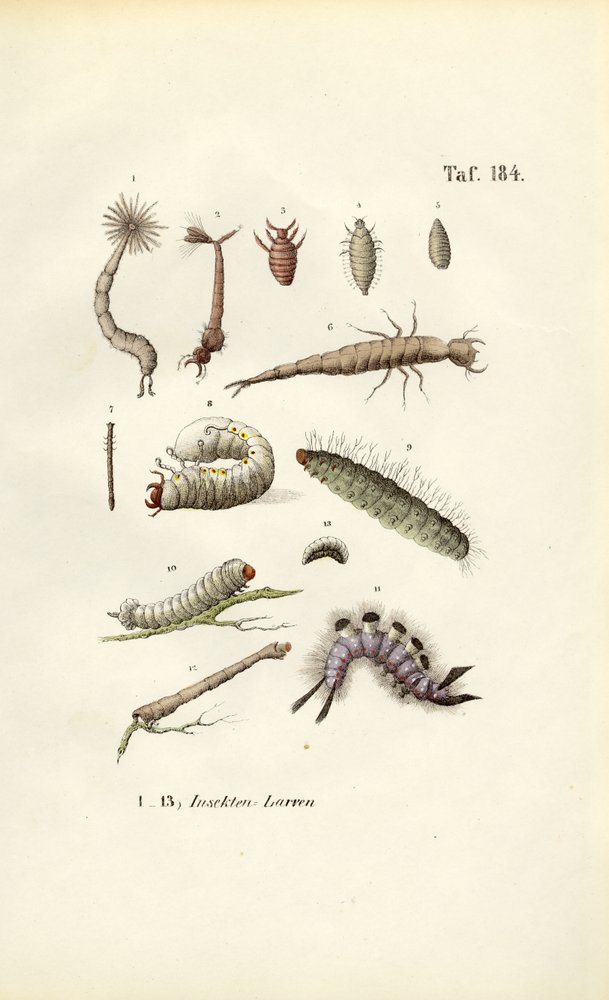 Diverses larves d'insectes et leur morphologie