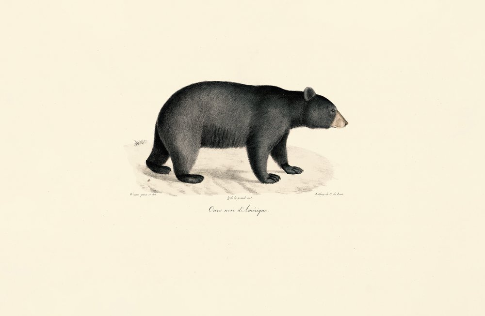 Ours noir américain - Jacques Christophe Werner
