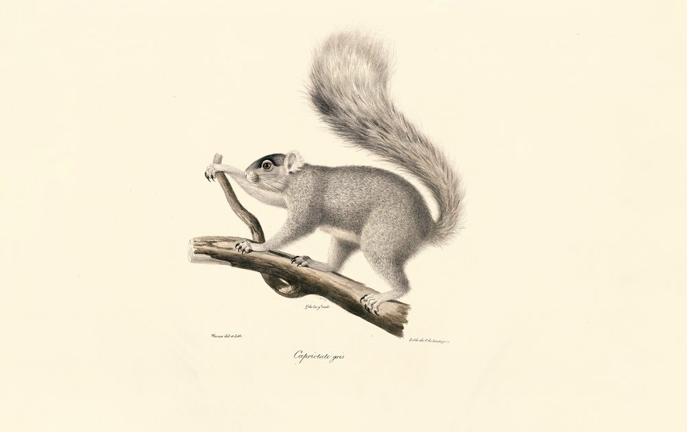 Écureuil gris de l