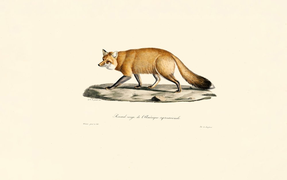 Renard roux - Jacques Christophe Werner