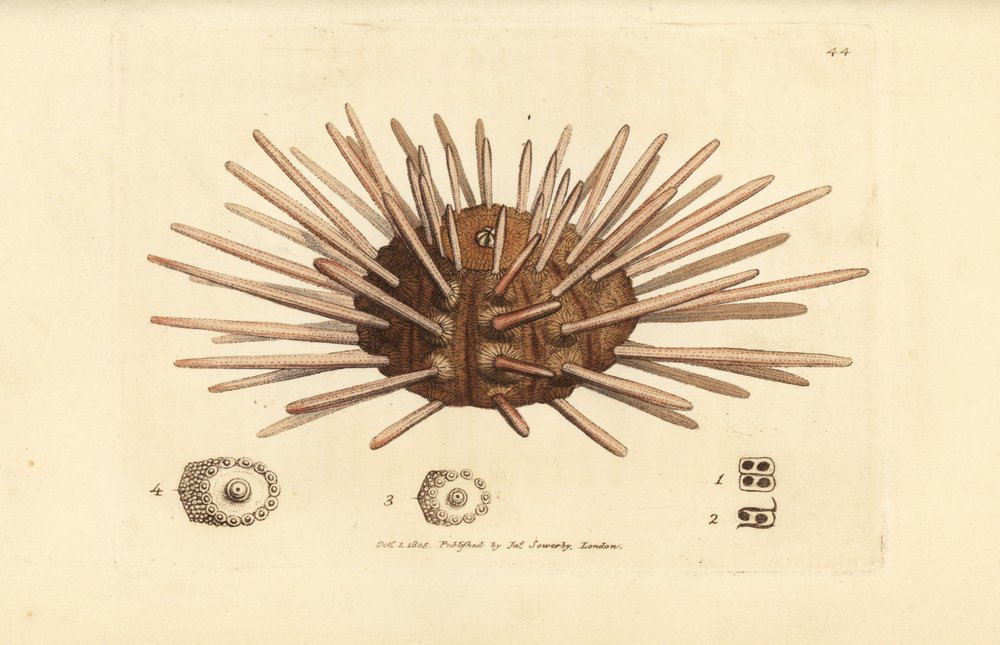 Oursin de mer à longues épines, Cidaris cidaris (Echinus cidaris) - James Sowerby