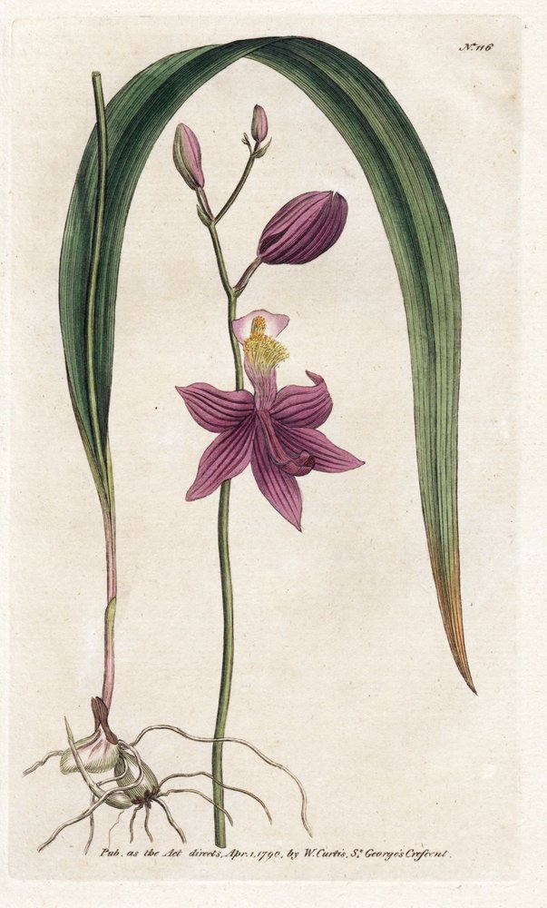 Orchidée: calopogon tubéreux, du Botanical Magazine de William Curtis - James Sowerby