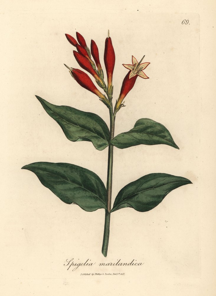 Spigélie du Maryland à fleurs écarlates, Spigelia marilandica - James Sowerby