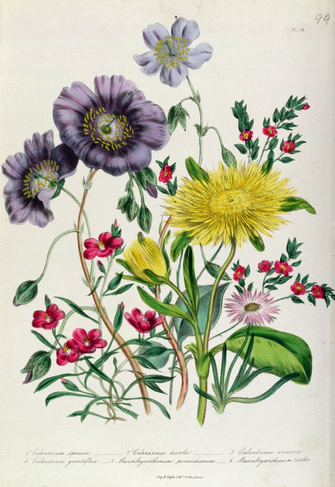 Calandrinia, planche 18 de « Le jardin de fleurs des dames », publié en 1842 - Jane Loudon