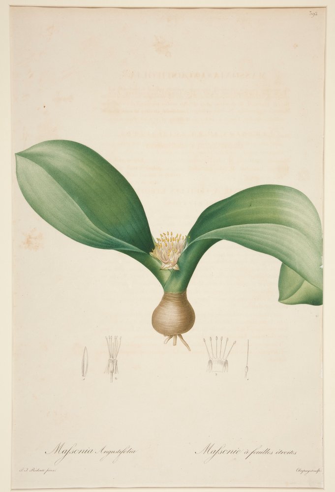 Massonia à feuilles étroites - Jean-Baptiste Chapuy