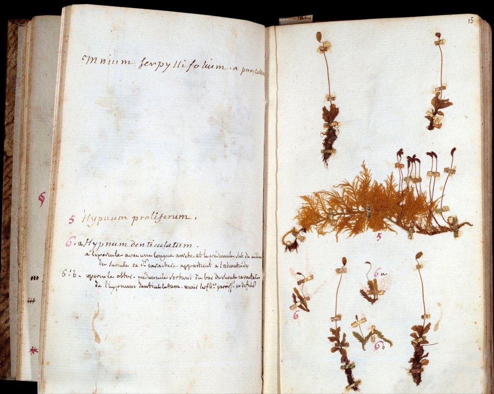 Pages de l'herbier de Jean Jacques Rousseau, feuille et fleurs avec ...