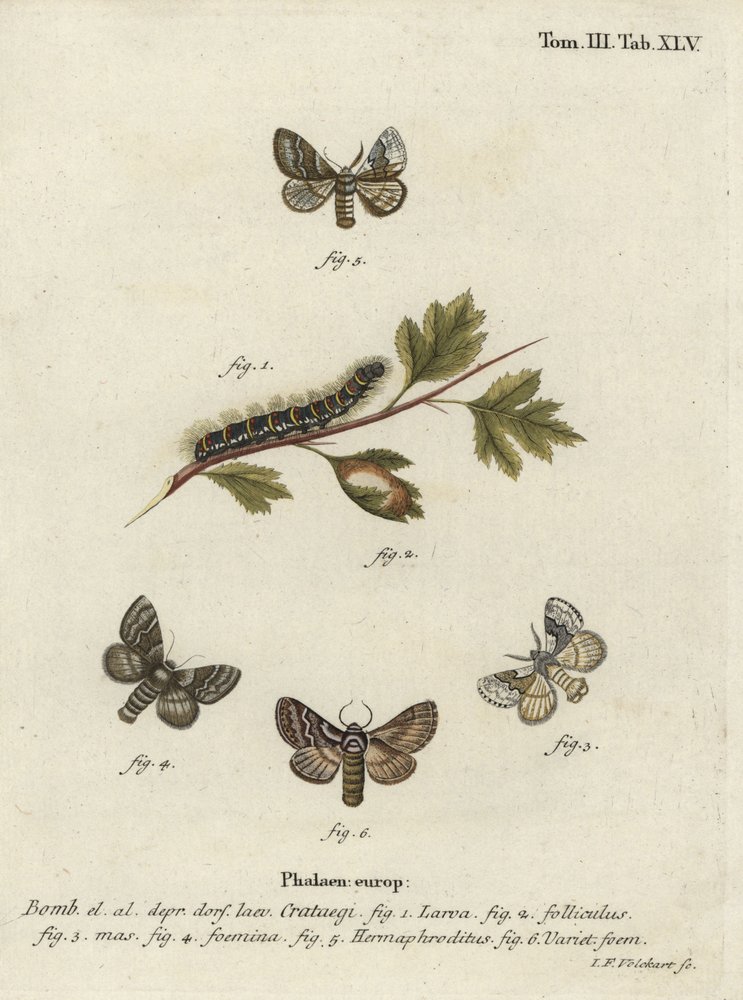 Bombyx du chêne pâle, Trichiura crataegi - Johann Georg Klinger