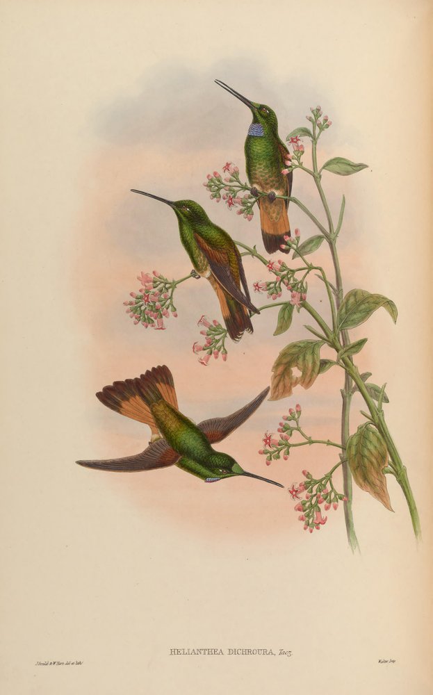 Monographie des Trochilidae, ou famille des colibris