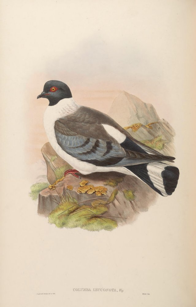 Columba leuconota - John Gould