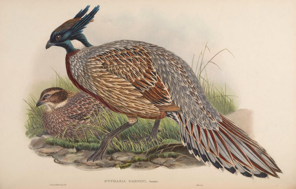 Pucrasia darwini | John Gould | Estampe d'art