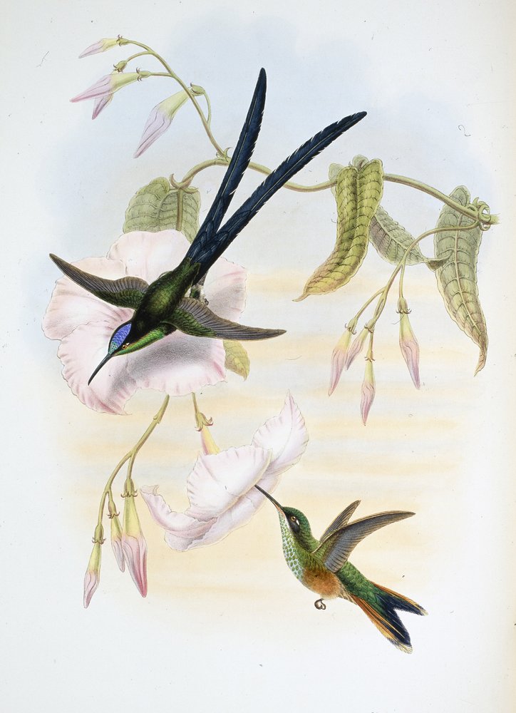 Grand colibri à queue fourchue (Hylonymphia Macrocerca) - John (after) Gould