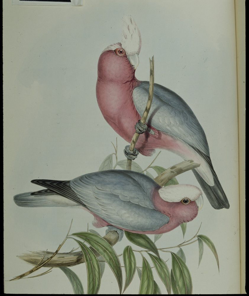 Cacatoès rosalbin (Cacatua Eos) (lithographie coloriée à la main) - John (after) Gould