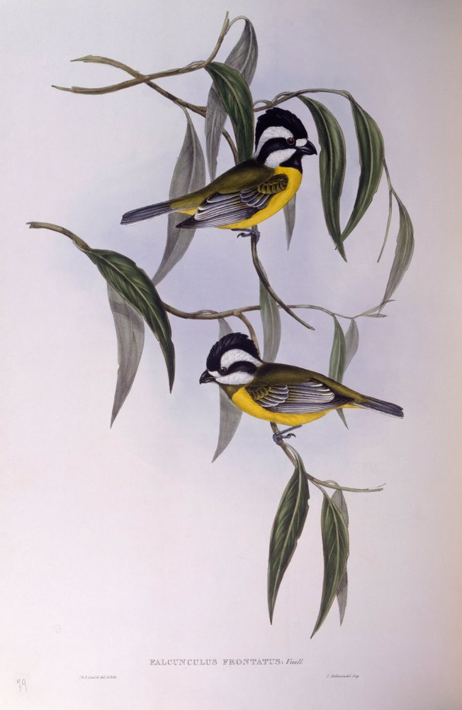 Tête-de-pie huppé (Falcunculus frontatus), gravure par John Gould - John Gould