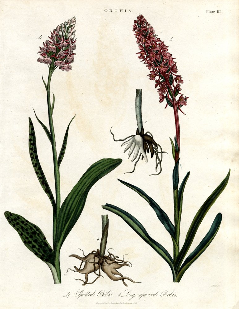 Orchidées : Orchis tacheté et Orchis à long bec - John Pass