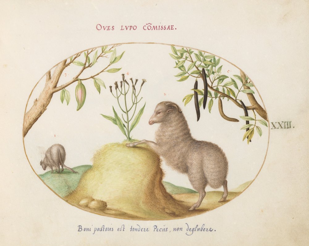 Planche 23 : Un mouton à queue grasse, un mouton à longue queue, une « Cassia purgatrix » et d