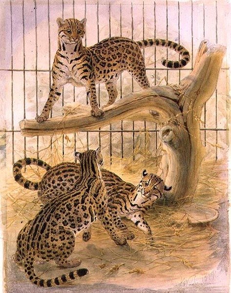 Ocelots en cage | Joseph Wolf | Estampe d'art