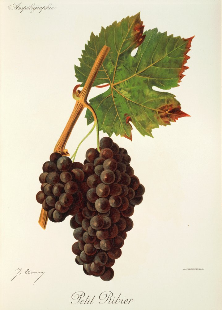 Raisin Petit Ribier | Jules Troncy | Estampe d'art