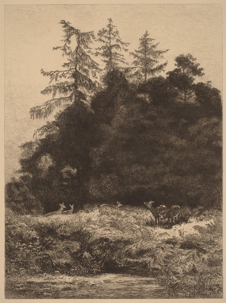 Daims dans un parc - Karl Bodmer