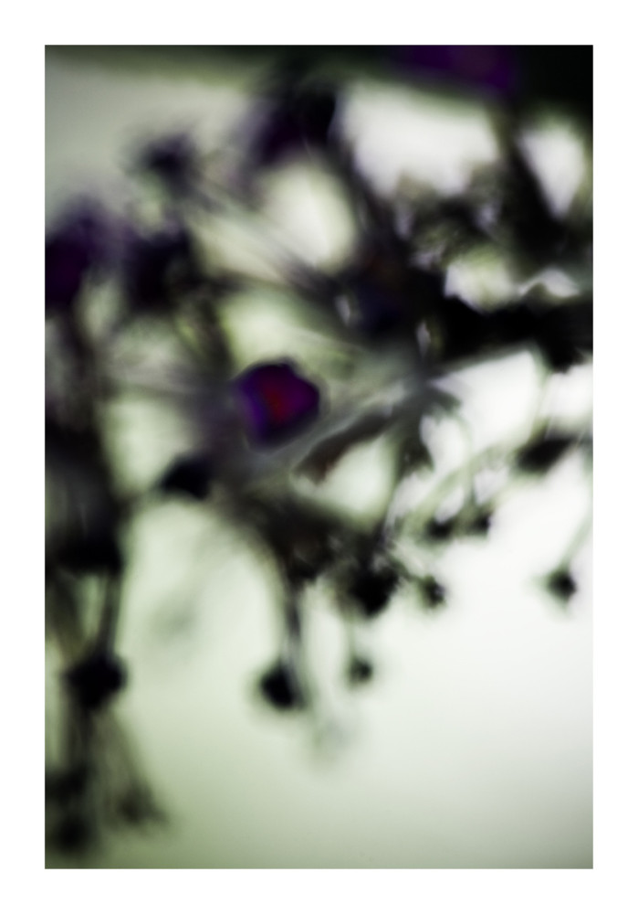 Végétal / 4218, 2008 - Laetizia Bazzoni