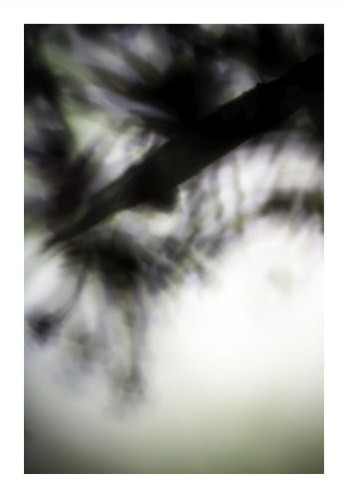 Végétal / 4220, 2008 - Laetizia Bazzoni