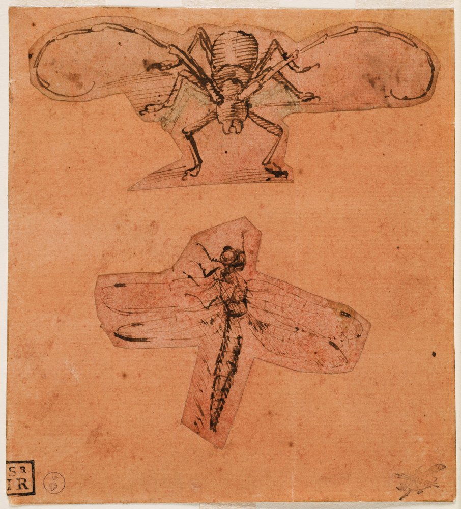 Étude d'insectes, c. 1480 (dessin du haut) et c. 1503-1505 (dessin du bas)