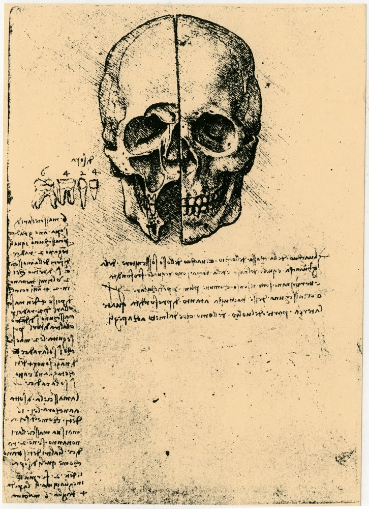 Croquis anatomique d