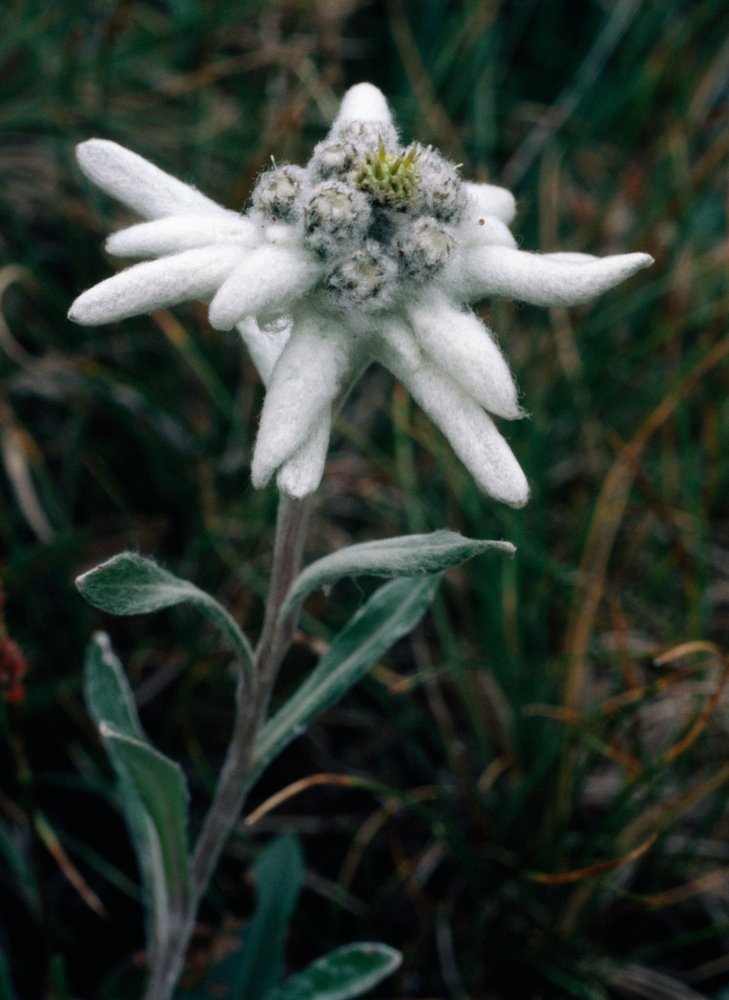 Edelweiss - Unbekannt Unbekannt