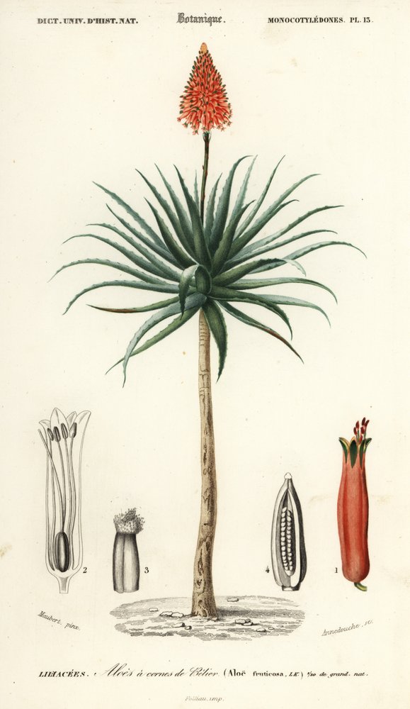 Aloès Krantz, Aloe arborescens (gravure) - Louis Joseph Edouard Maubert