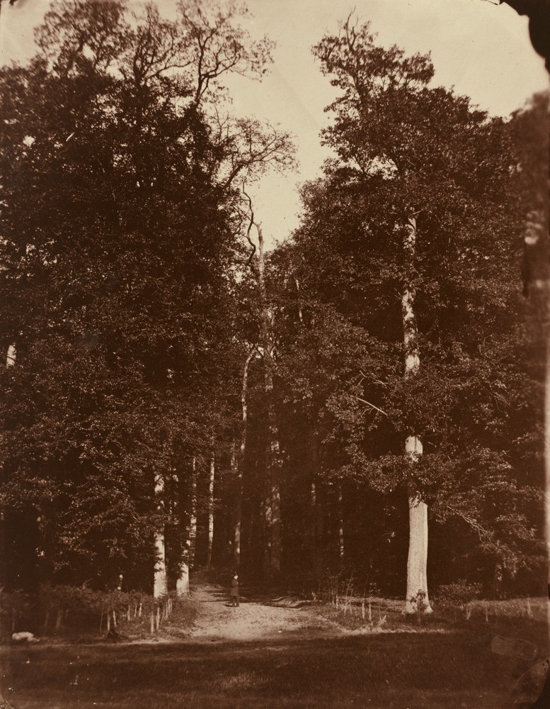 Forêt à Saint-Cloud - Louis-Rémy Robert