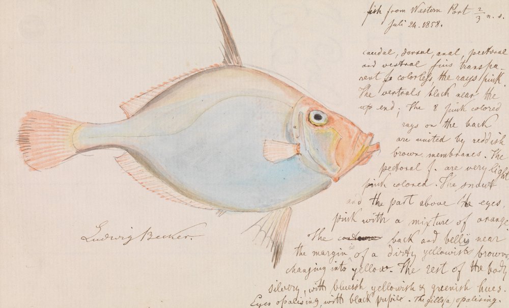 Daurade argentée, Cyttus australis | Ludwig Becker