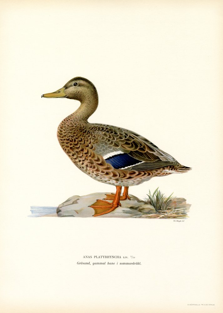 Canard colvert | Magnus Ferdinand and Wilhelm von Wright