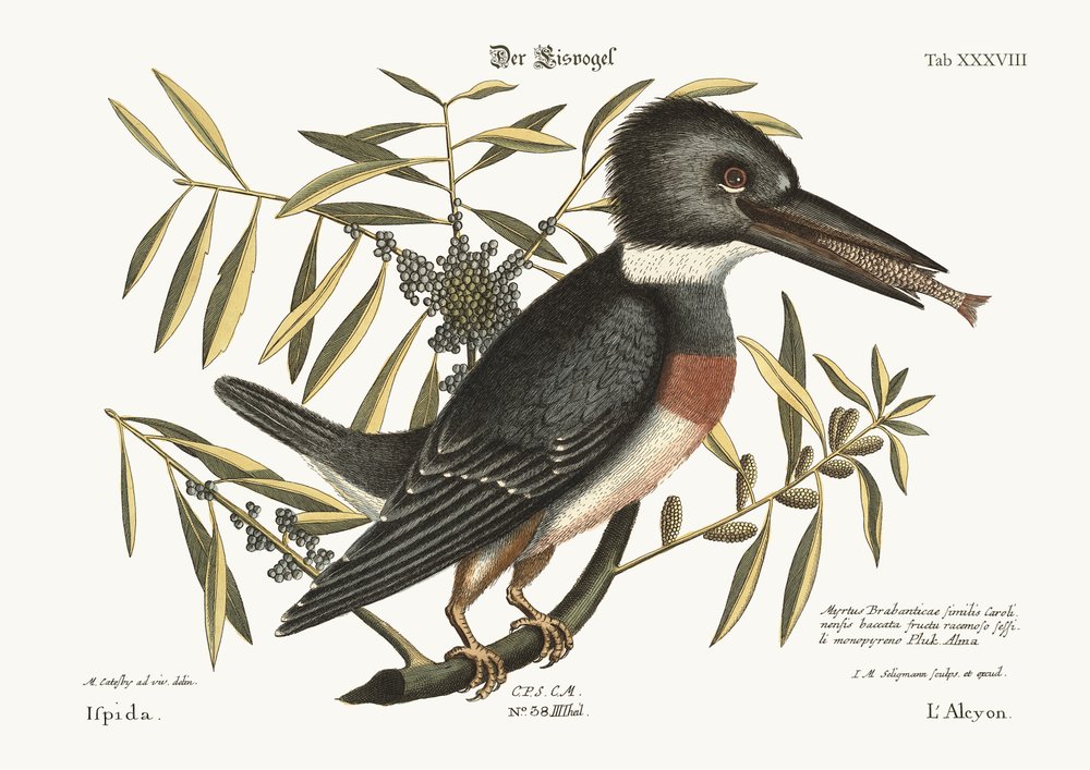 Le Martin-pêcheur, 1749-73 - Mark Catesby