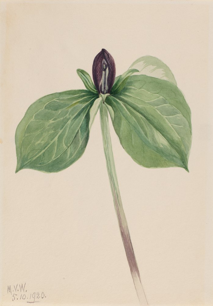 Wake-Robin Trillium sessile, 1920 - Mary Vaux Walcott