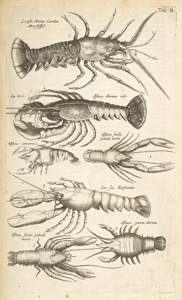 Tab II, Homards, Illustration de 