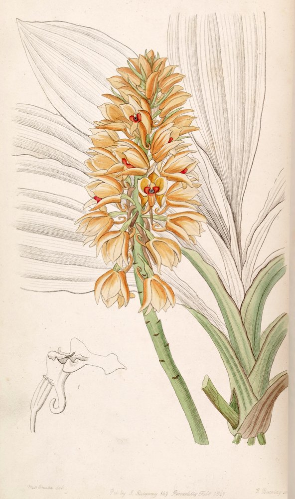 Calanthe pulchra | Miss Drake | Estampe d'art