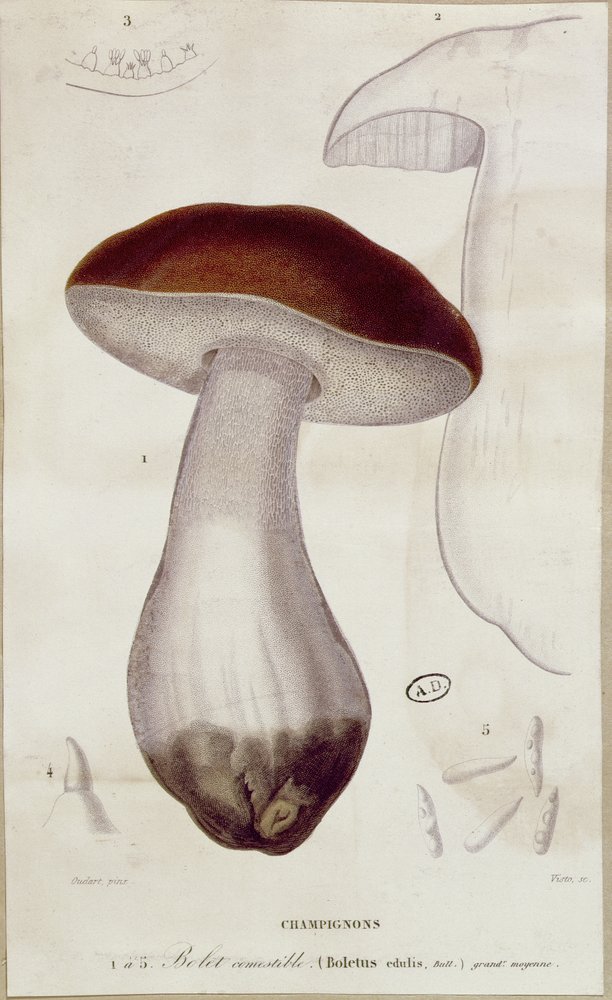 Boletus edulis, illustration pour une édition de 